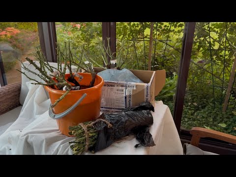 Видео: Посылки с розами. Посадка. 10, 12.09.25