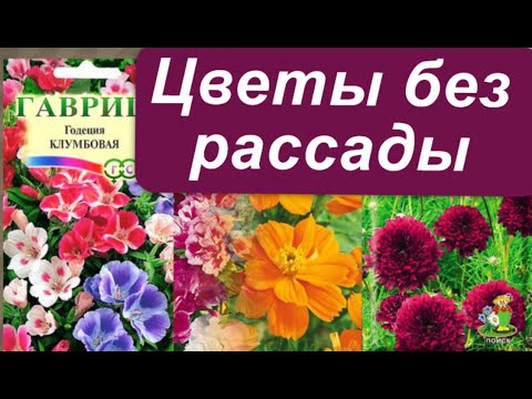 Видео: Однолетние цветы, которые можно вырастить без рассады