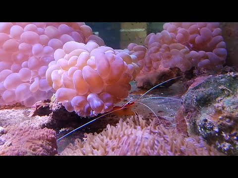 Видео: Аквариальный комплекс - выбираем морскую живность