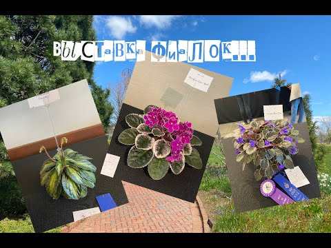 Видео: Выставка ФИАЛОК в Ботаническом САДУ/ African Violets Show in Boylston 2022