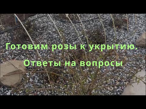 Видео: Готовим розы к укрытию. Ответы на вопросы. Питомник растений Е. Иващенко