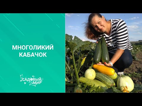 Видео: Мои самые любимые кабачки: с тонкой кожей, не болеют, сочные и долго лежат. Рекомендую сорта на 2021