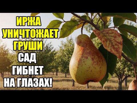 Видео: ИРЖА ГРУШИ: КАК СПАСТИ САД И ЗАЩИТИТЬ ДЕРЕВЬЯ ОТ ГИБЕЛИ — ПРОВЕРЕННЫЕ СПОСОБЫ И СЕКРЕТЫ!