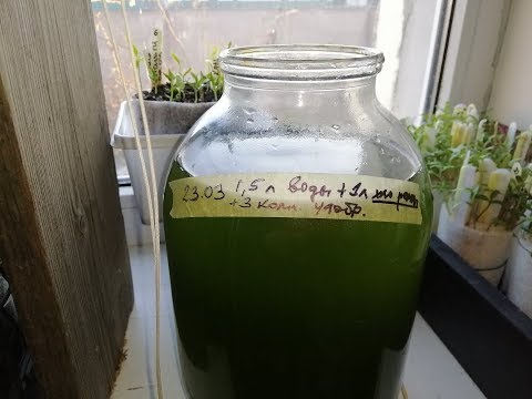 Видео: ХЛОРЕЛЛА, ПРОЩАЙ!