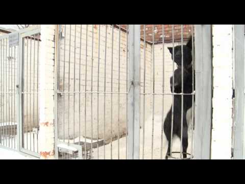 Видео: «Астана». Кинология