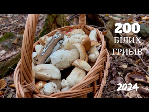 Видео: 200 Білих Грибів! ГРИБНА СТИХІЯ 2024! Масовий збір білих грибів