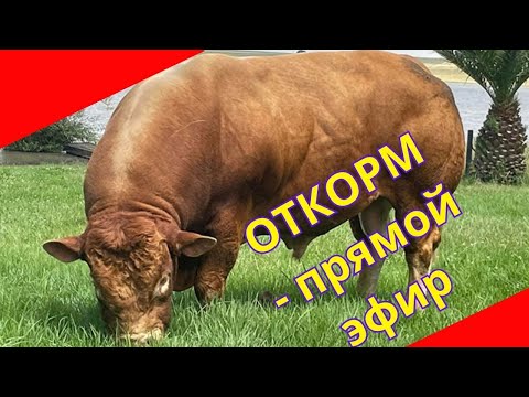 Видео: Откорм КРС особенности процесса