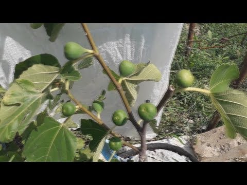 Видео: Некоторые инжиры в контейнерах и в открытом грунте