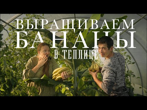 Видео: #29 Экзотические растения в русской деревне | Как вырастить банан, куркуму и ананасы | Наши секреты