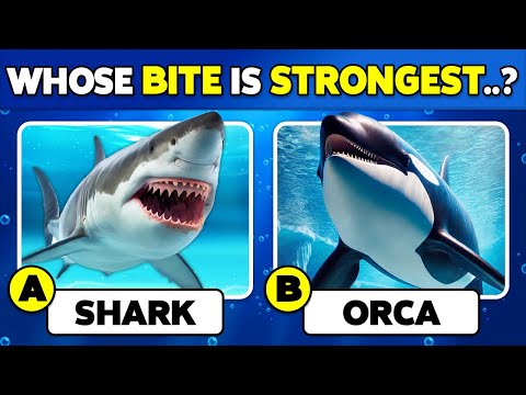 Видео: 🧠 Насколько хорошо вы знаете морских животных?🐳🐠✅ Викторина на общие знания