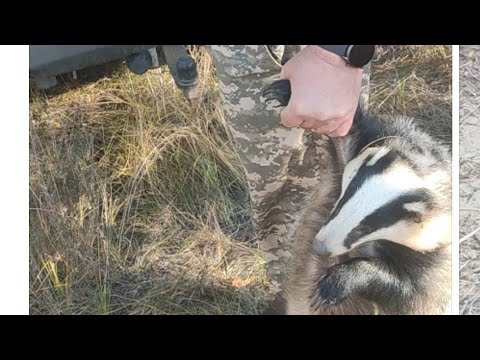 Видео: Сова открывай медведь пришёл 