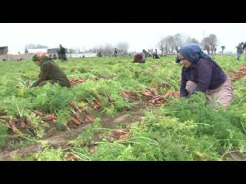 Видео: заминдори Чайхун