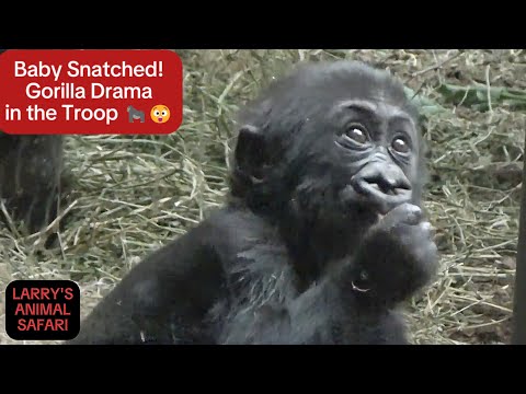 Видео: Watch This Baby Gorilla — Кайембе №8, 23 недели #babygorilla