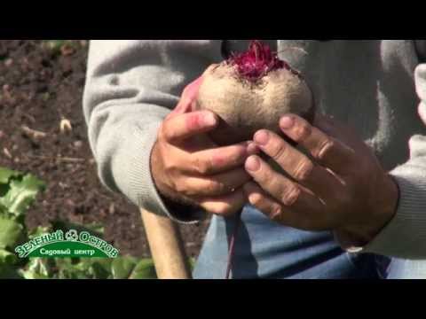 Видео: Уборка моркови и свеклы