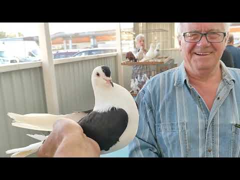 Видео: 3.08.2024г Голубиный Рай ч. 1