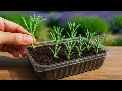 Видео: 🟣 Как размножить лаванду из МОЛОДЫХ стеблей