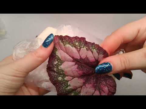 Видео: Бегонии. Распаковка посылки 9.