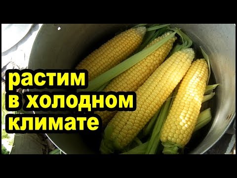 Видео: Как вырастить много кукурузы в холодном климате