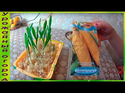 Видео: РАССАДА КУКУРУЗЫ В ОПИЛКАХ!ОТЛИЧНЫЙ СПОСОБ!