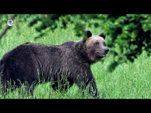 Видео: Екотуризъм с наблюдение на мечки набира популярност в Смолянско