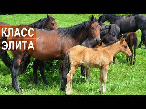 Видео: Лошади Кабардинской породы класса элита. Агроэкспедиция по Кабардино-Балкарии