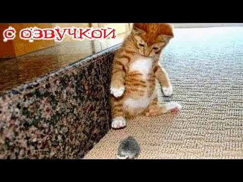 Видео: ПРИКОЛЫ С КОТАМИ! Самая смешная озвучка животных! Угар до слёз! ТЕСТ НА ПСИХИКУ 2024!