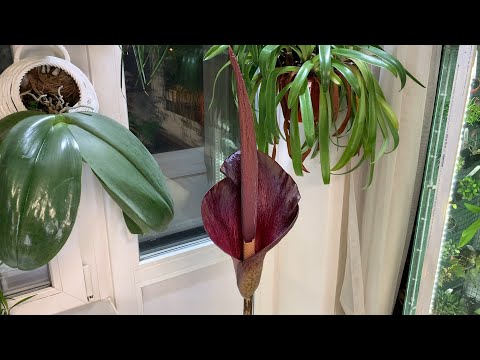 Видео: Цветение аморфофаллуса коньяк (Amorphophallus konjac). Зимнее цветение орхидей 2023 год. Часть 3