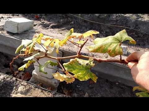 Видео: Обрезка однолетних кустов винограда . Северный виноград.