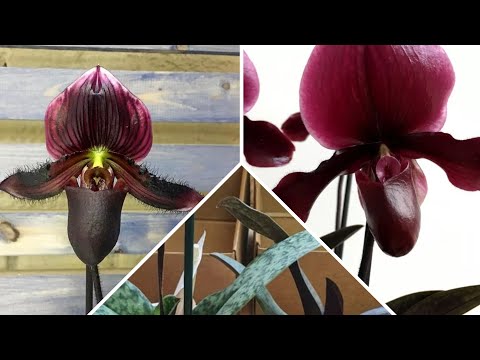 Видео: ЖУТЬ В КОРОБКЕ | Посылка с Орхидеями | Paph. Black Jack | Paph. Maudiae Vinicolor "Schwarze Madonna"