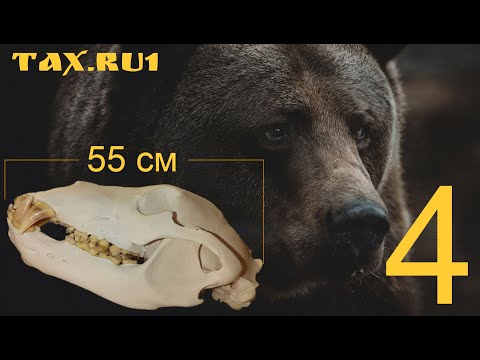 Видео: Череп 55 см Формовка 4 часть(финал)