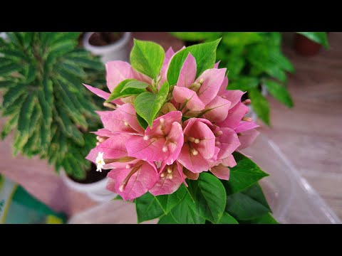 Видео: Укоренение Бугенвилии