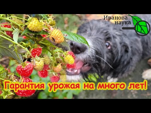 Видео: УРОЖАЙ ГАРАНТИРОВАН! Искоренение самой опасной болезни малины и ежевики. Схема ухода за малиной.