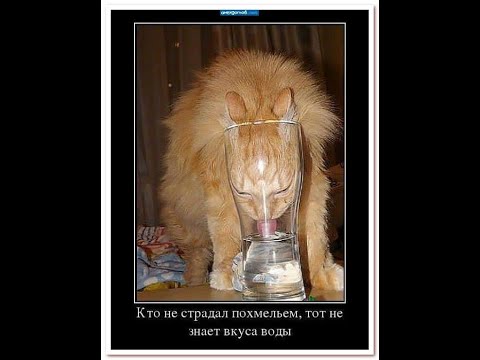 Видео: Отходняк, похмелье или бодун!!! Как быть и что делать?