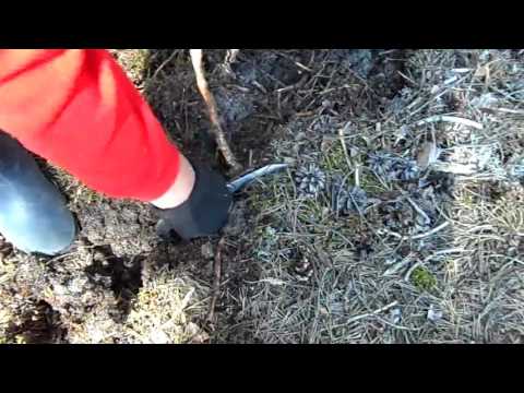 Видео: Заготовка корня.(Валентина Дощинская)