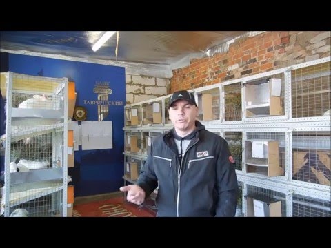 Видео: Кроликобизнес 3