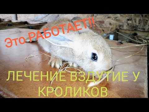 Видео: ЛЕЧЕНИЕ ВЗДУТИЕ У КРОЛИКОВ