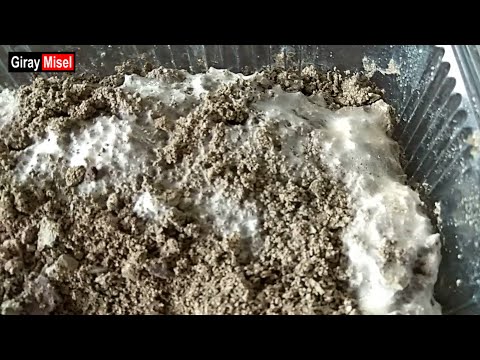 Видео: Жидкий мицелий сморчкового гриба, мицелий зерновых икры и адаптация к почве