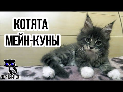 Видео: ✔ Породистые котята мейн-куны: в каком случае котята считаются породистыми, от чего зависит цена?