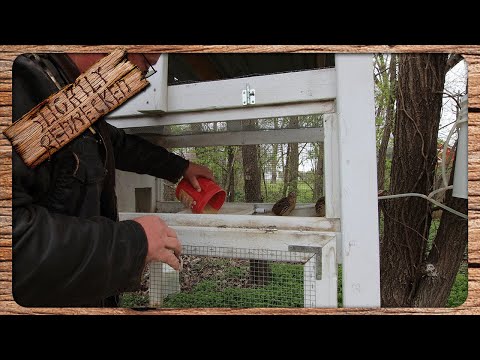 Видео: Куры или перепела... Кого лучше разводить?