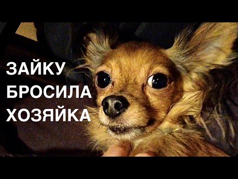 Видео: Спасение животных/ В приют "Хвостатое счастье" прибыл тойчик Зайка/ Выкупили у разведенцев