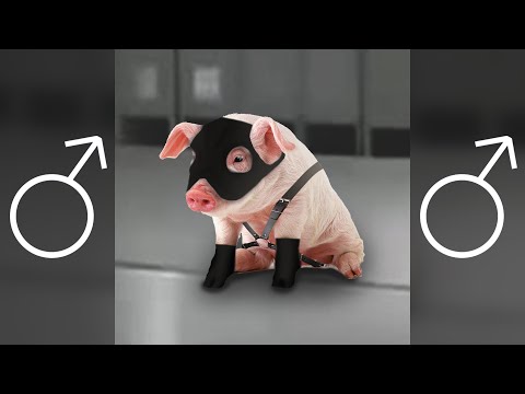 Видео: Кабанчик ♂Right Version♂ - Gachi remix