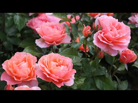 Видео: РОЗЫ ФЛОРИБУНДА. РАЗНООБРАЗИЕ ОКРАСОК И ФОРМЫ. Beautiful roses. Floribunda. Rose garden.