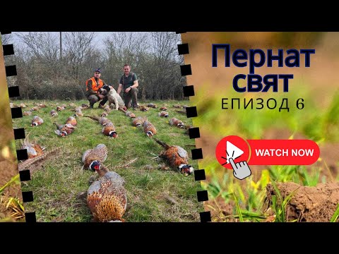 Видео: ОТСТРЕЛЯХМЕ 101 ФАЗАНА ! Пернат свят ЕП.6
