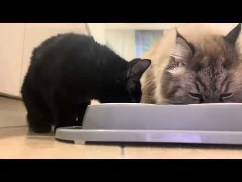 Видео: 4 ноября 2025 г.