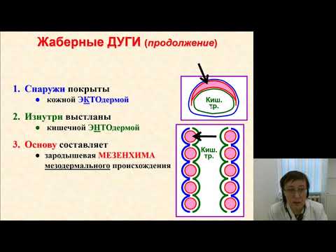 Видео: Гистология 2.Развитие лица и ротовой полости