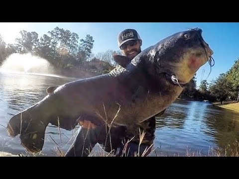Видео: ГИГАНТСКИЙ СОМ из МАЛЕНЬКОГО ГОРОДСКОГО ПРУДА!!