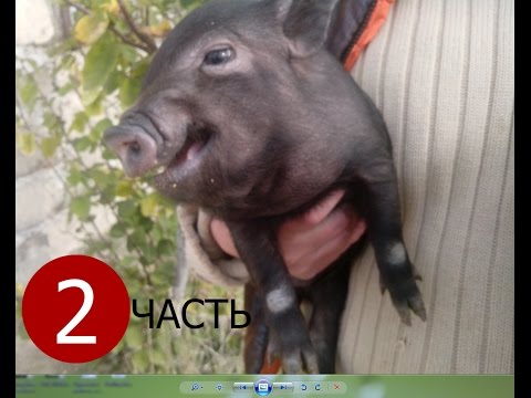 Видео: Вьетнамские свиньи. История одного семейства. Продолжение.Vietnamese pigs.