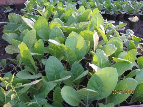 Видео: Высадка рассады табака в грунт