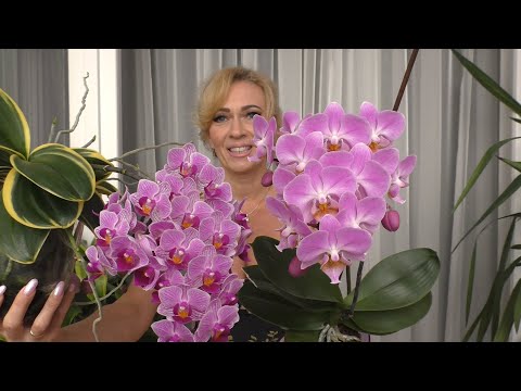 Видео: Орхидеи от состояния - КОРНИ СУХАРИ до... /  Мои ВОСХИТИТЕЛЬНЫЕ МУЛЬТИФЛОРЫ!😇