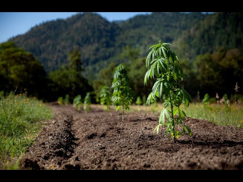 Видео: Органические и солевые удобрения для выращивания каннабиса / Дерек Гилман / Ганджиер